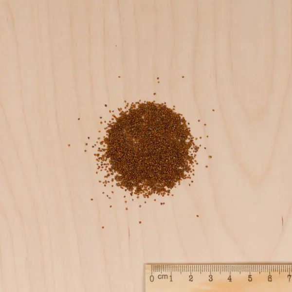 Potagères - Cresson de Fontaine à Larges Feuilles - MEDIA_3D